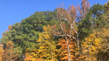 Trees with fall coloring.