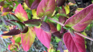 Close up of leaves of a plant