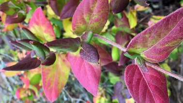 Close up of leaves of a plant