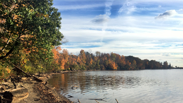 Trees along the shore of a lake.
