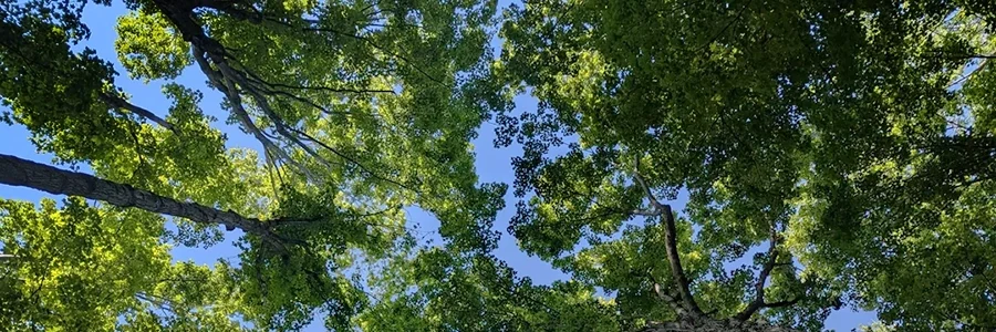 Trees in Eagle Creek Park